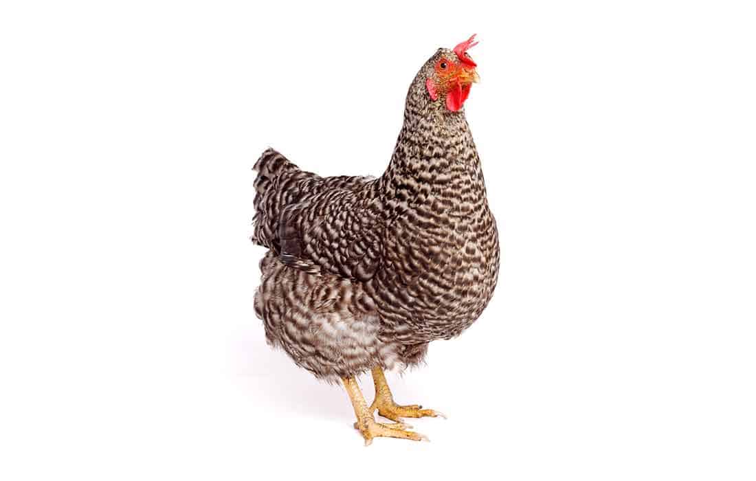 are speckled Sussex chickens noisy