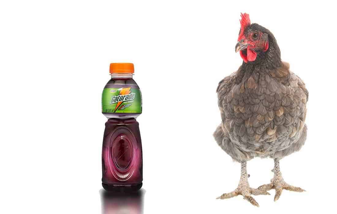 can chickens drink gatorade