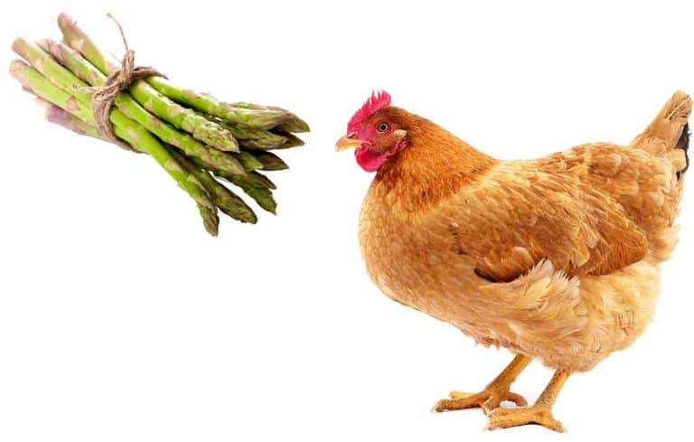 can chickens eat asparagus