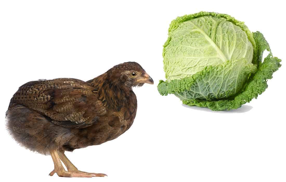 can chickens eat cabbage