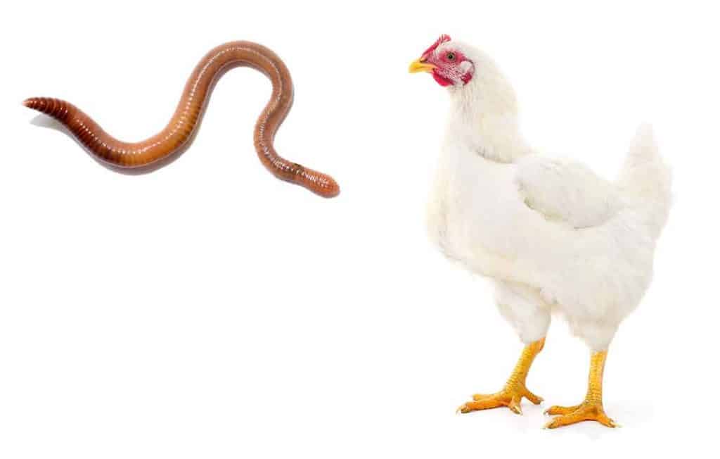 Can Chickens Eat Earthworms? Is It Safe or Toxic?