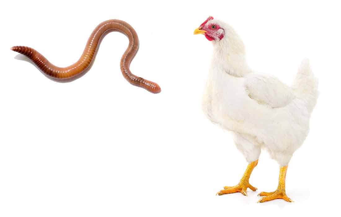 can chickens eat earthworms