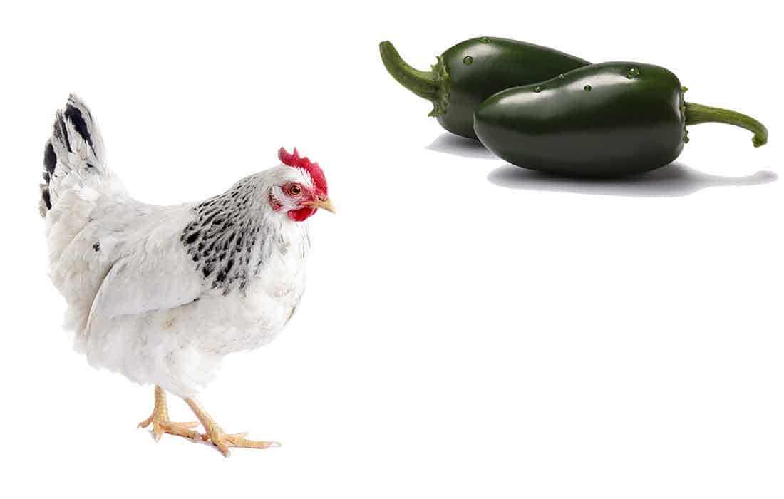 can chickens eat jalapeno peppers
