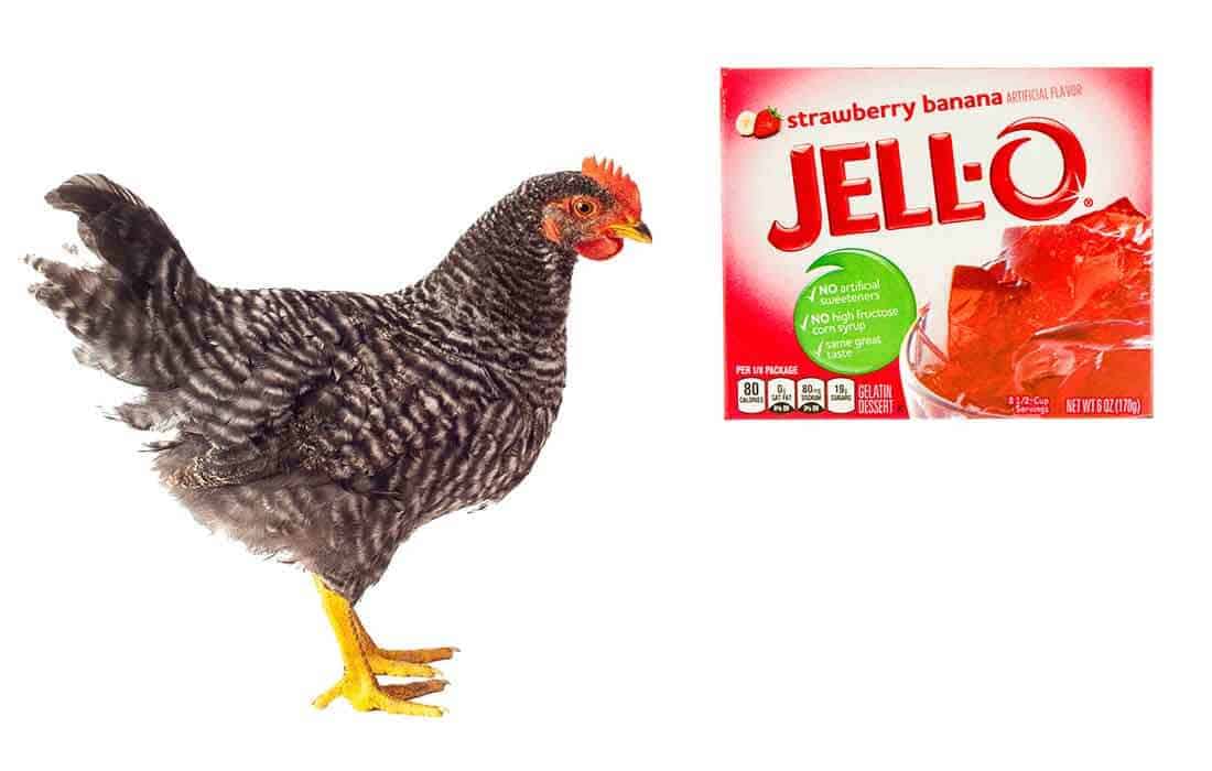 can chickens eat jello