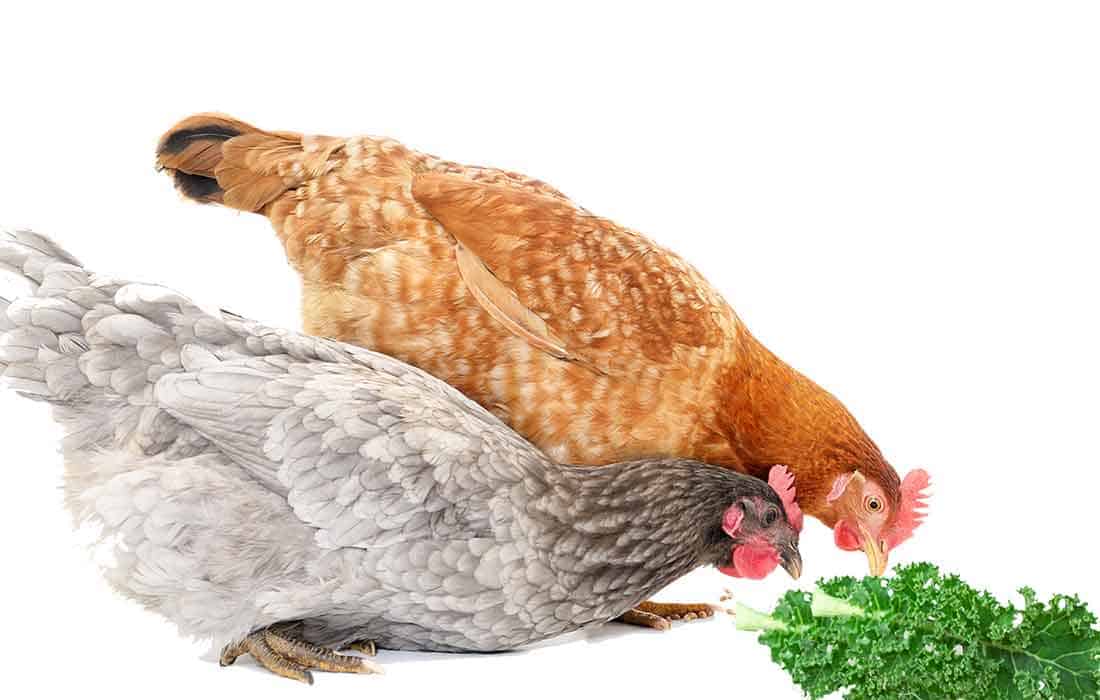 can chickens eat kale