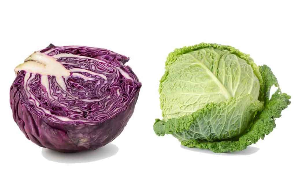 can chickens eat red cabbage