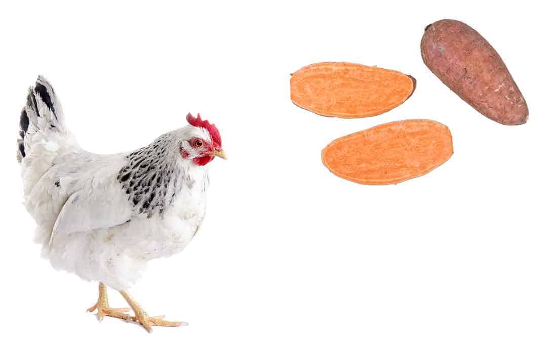 can chickens eat sweet potatoes