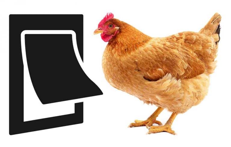 can chickens use a dog door