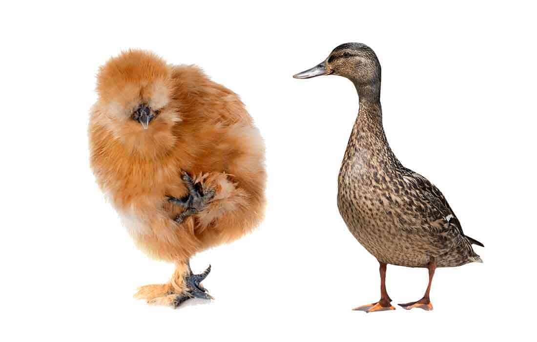 can ducks and silkies live together