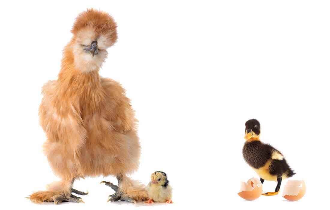 can silkies hatch duck eggs