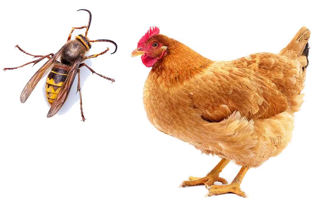 can wasps hurt chickens