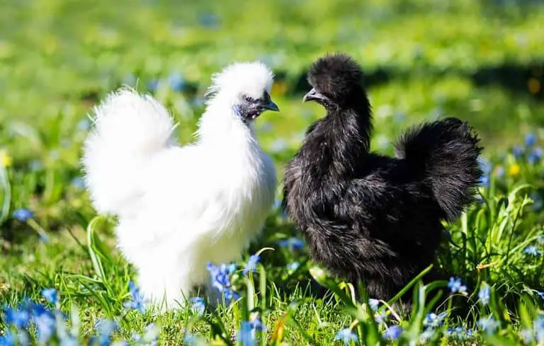 can you tame silkies
