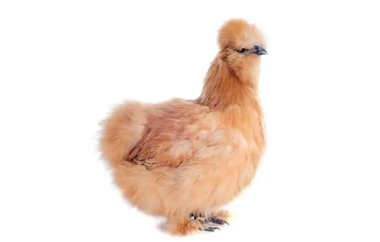 do all silkies have feathered feet