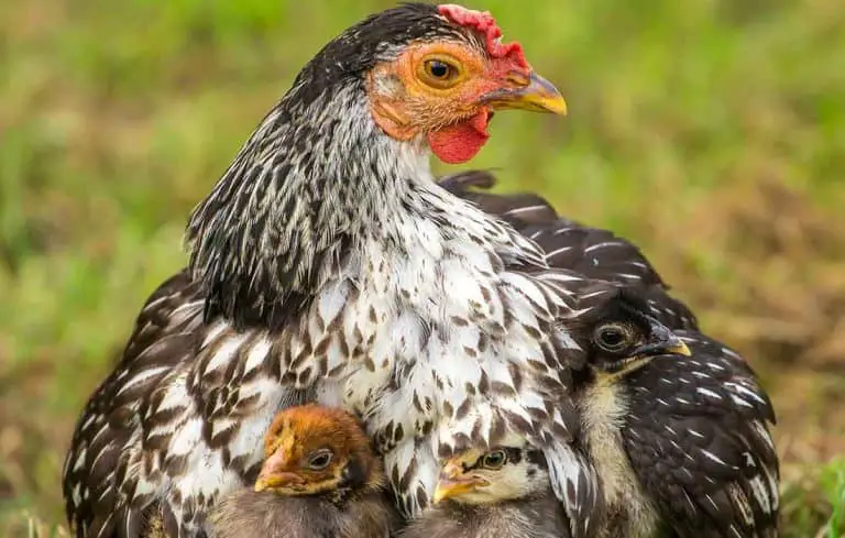 do chickens breastfeed