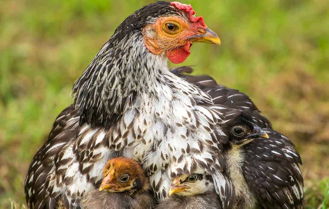 do chickens breastfeed