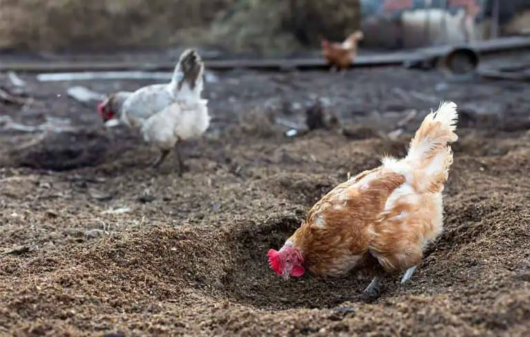 do chickens bury their eggs