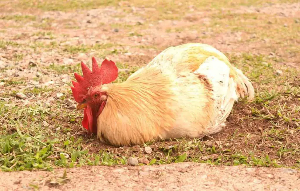 Do Chickens Dream? Reasons and Causes You Should Know About