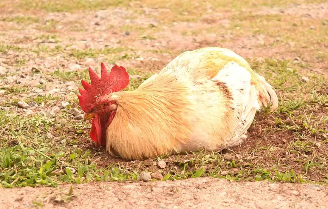 Do Chickens Dream? Reasons and Causes You Should Know About ...