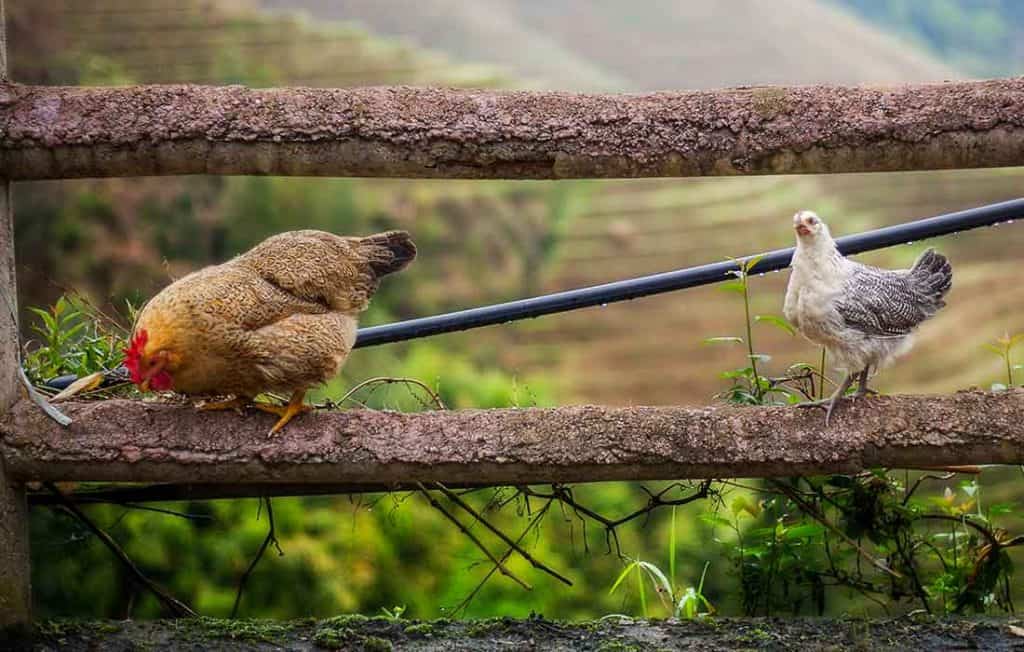 do chickens need ladders