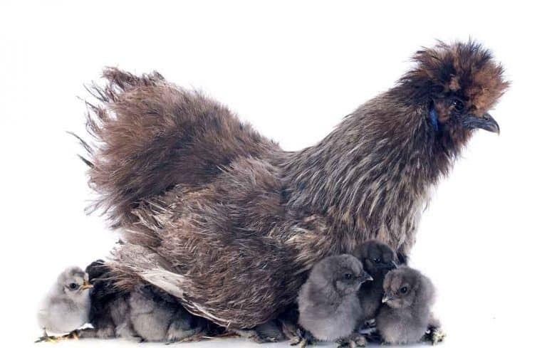 do silkies make a lot of noise