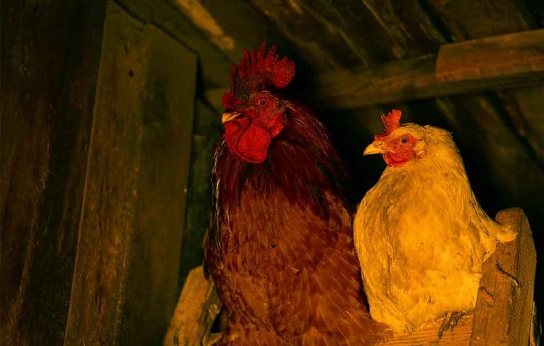 how do chickens know when to go to bed