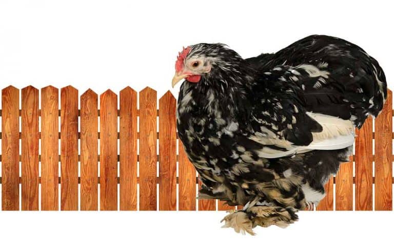 how high can sussex chickens fly