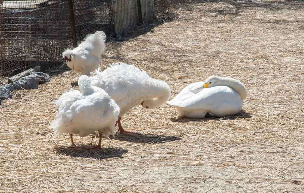 raising silkies and ducks together