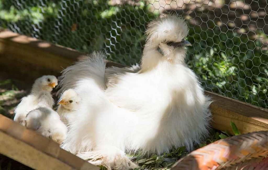 Silkie hen with babies