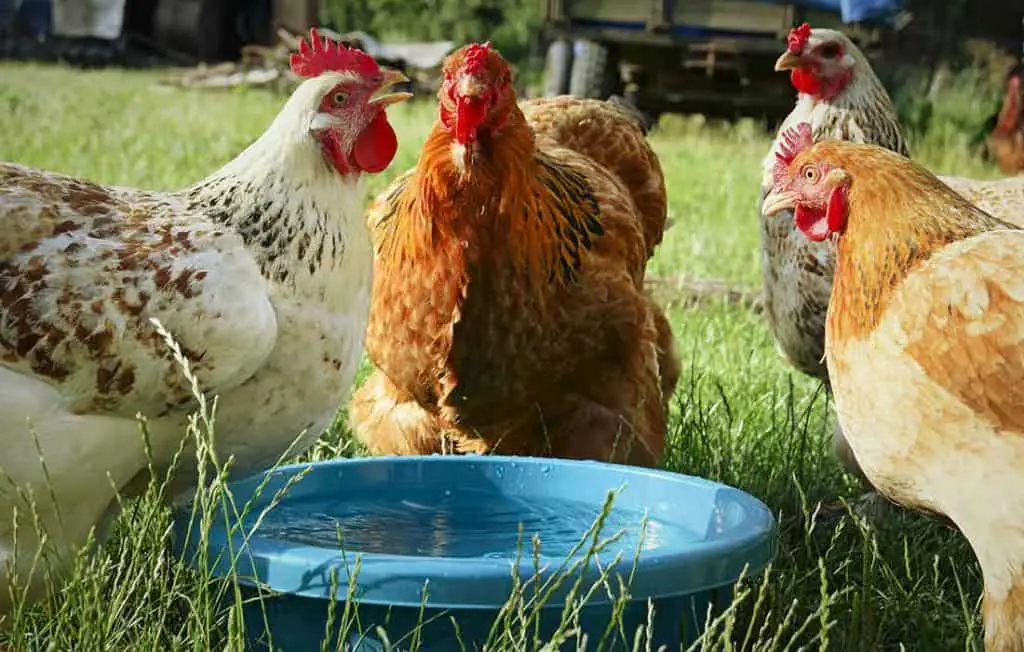 Will Chickens Drink From A Bowl? Problems You Will Face