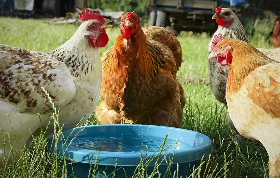 will chickens drink from a bowl
