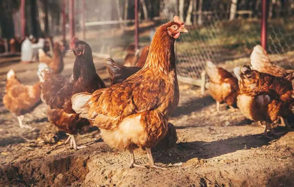 Will Chickens Eat Until They Die? A Look At The Eating Habits