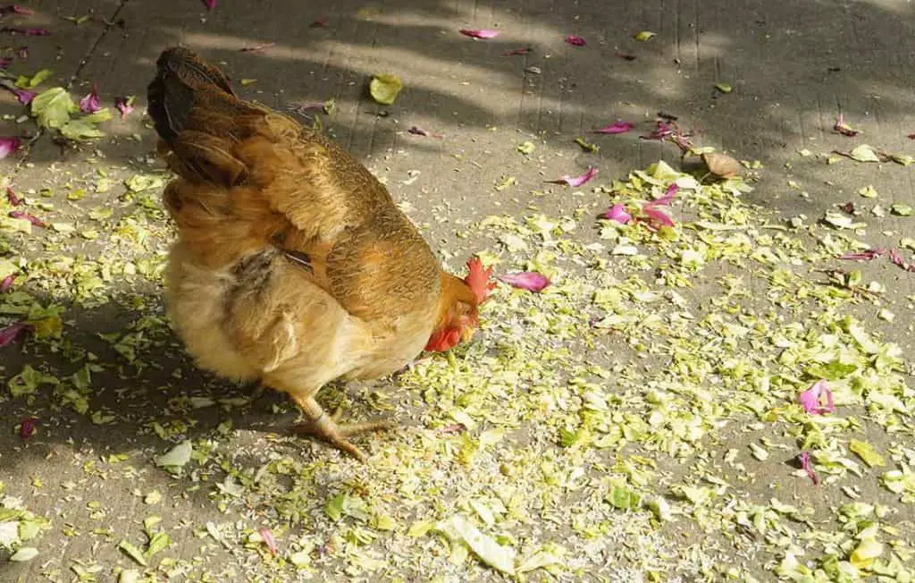 Will Chickens Eat Until They Die? A Look At The Eating Habits