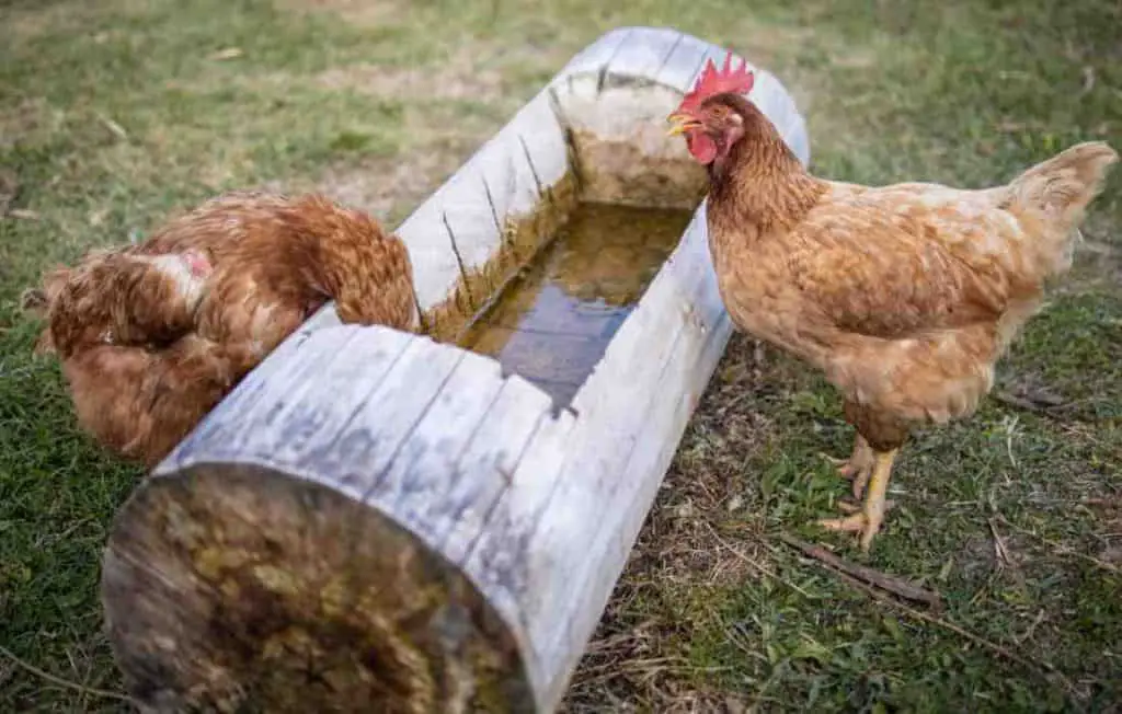 can chickens go without water at night