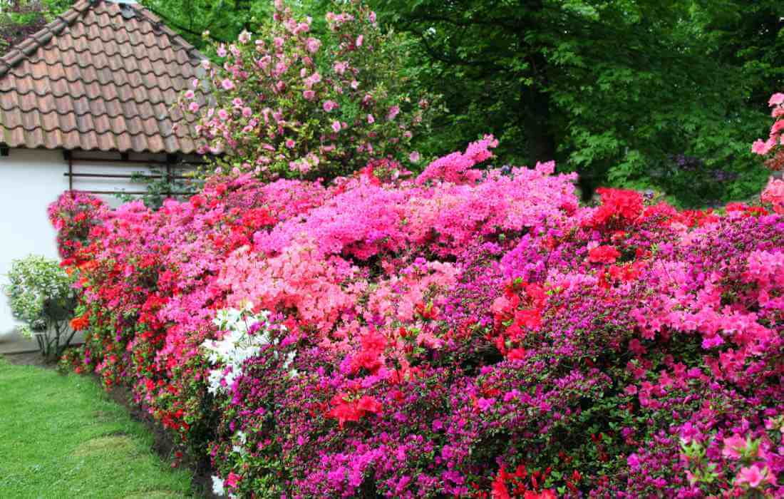are azaleas poisonous to chickens