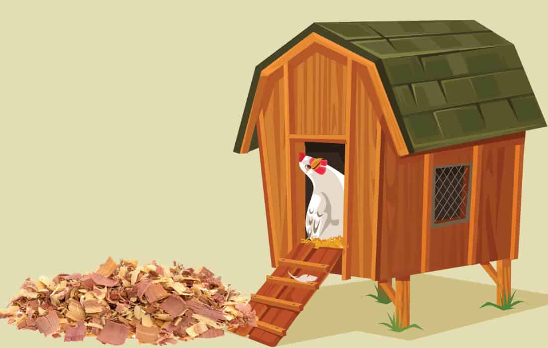 are cedar shavings safe for chickens