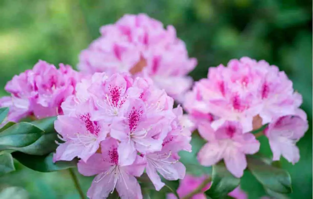 are rhododendrons toxic to chickens