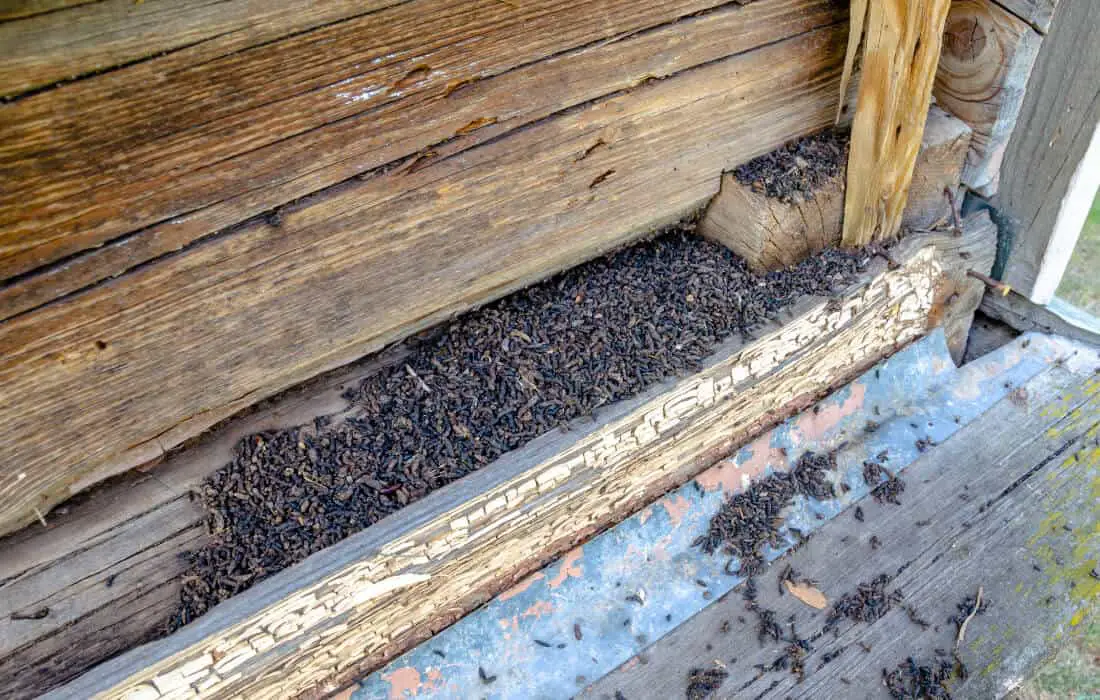 Will Bats Kill Chickens? Are Bats Considered Predators?