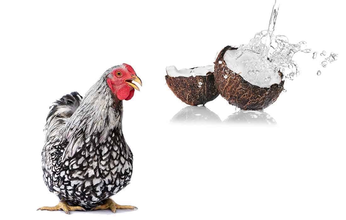 can chickens drink coconut water