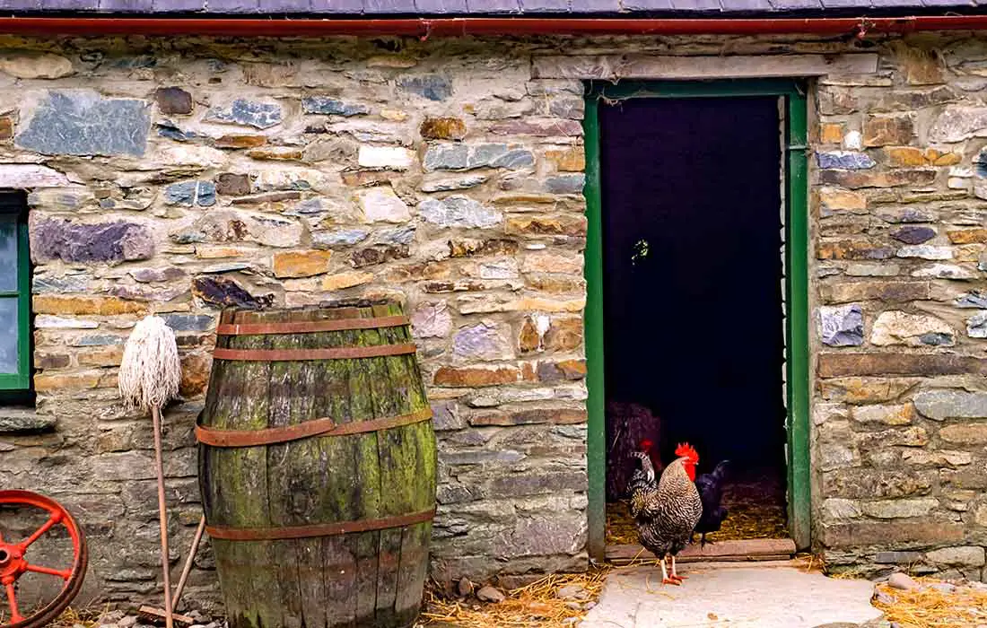 can chickens drink rain barrel water
