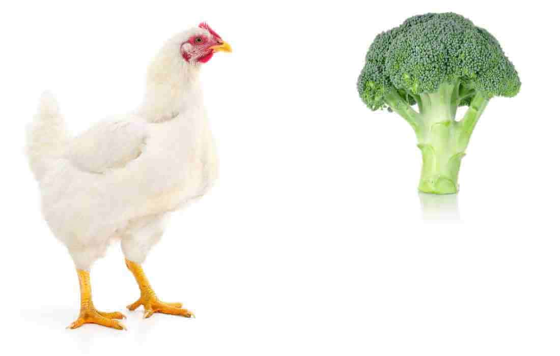 can chickens eat broccoli