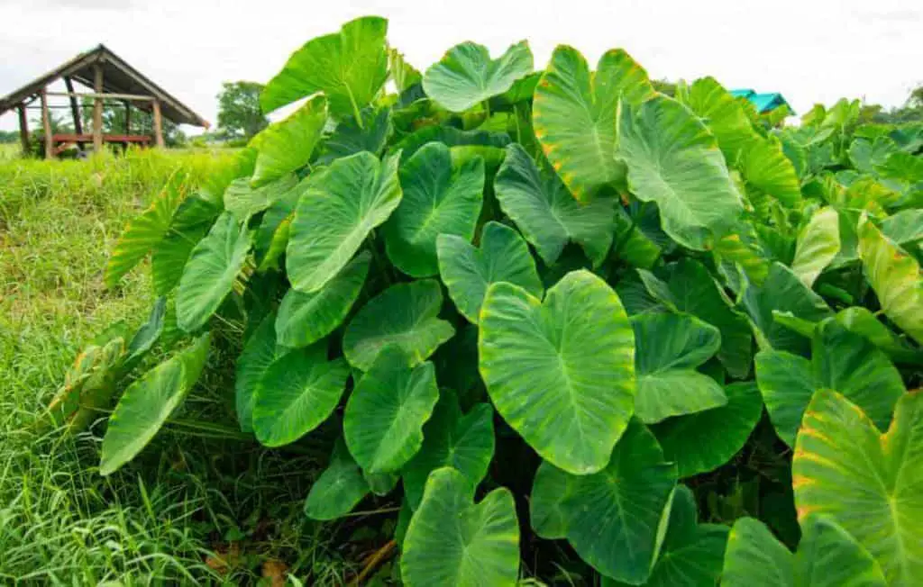 can chickens eat elephant ear leaves