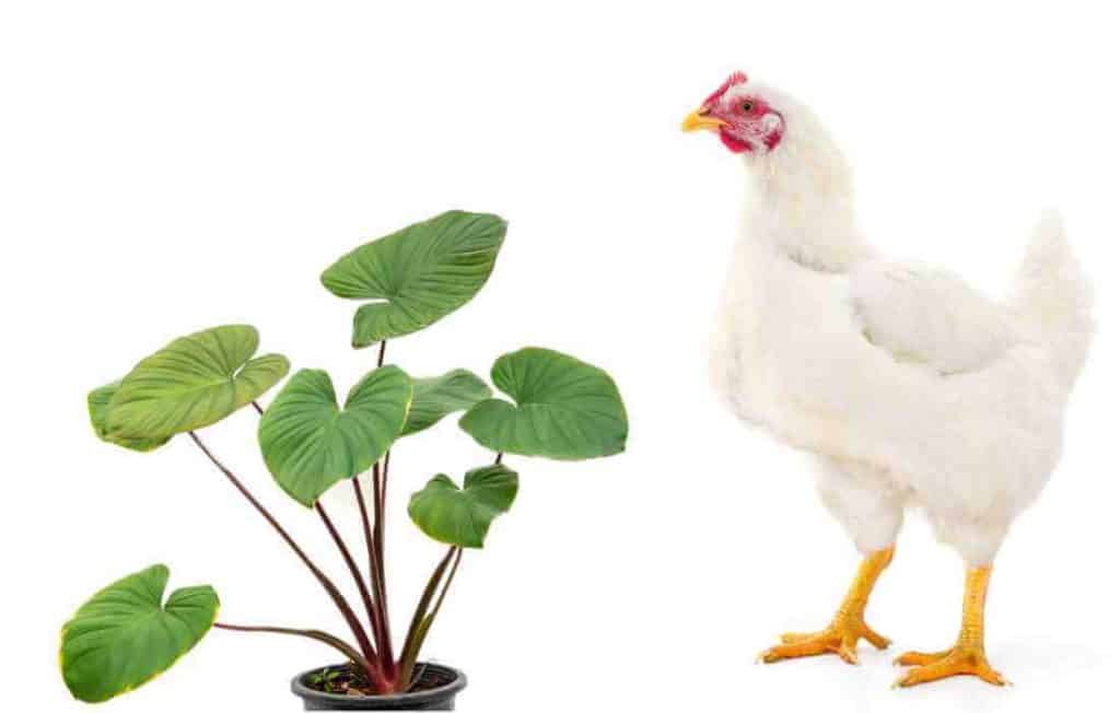 Can Chickens Eat Elephant Ear Plants? Are They Safe or Toxic