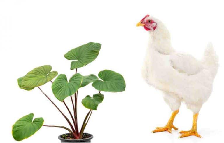 can chickens eat elephant ear plants