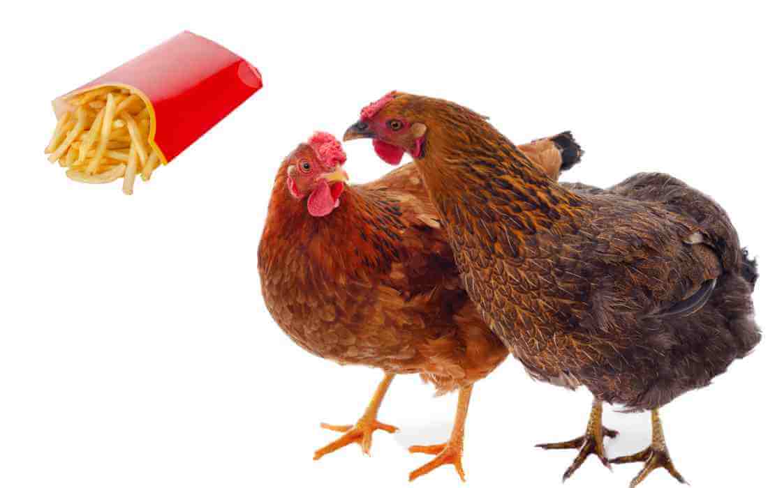 can chickens eat french fries