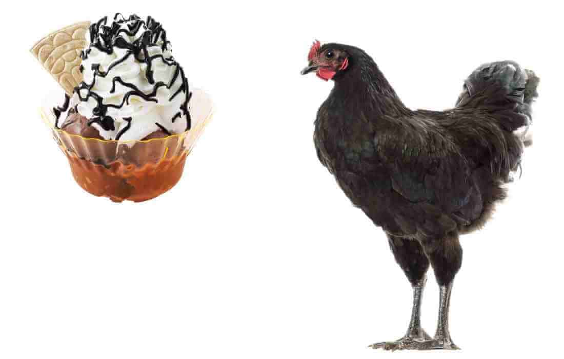 can chickens eat ice cream