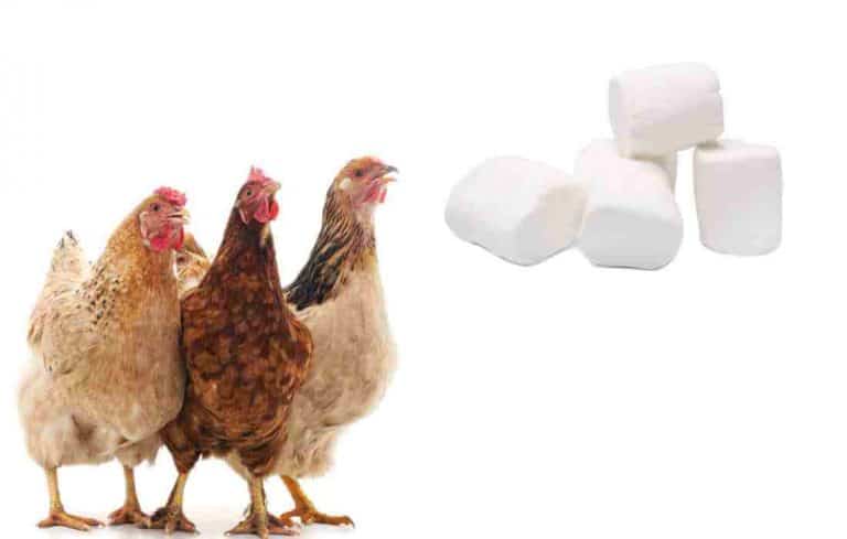 can chickens eat marshmallows
