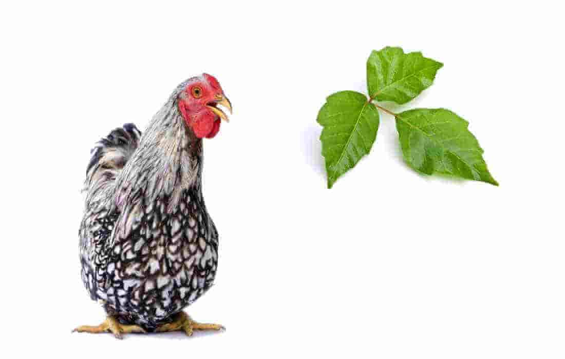 can chickens eat poison ivy