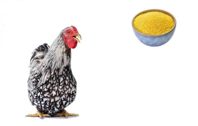 can chickens eat uncooked grits