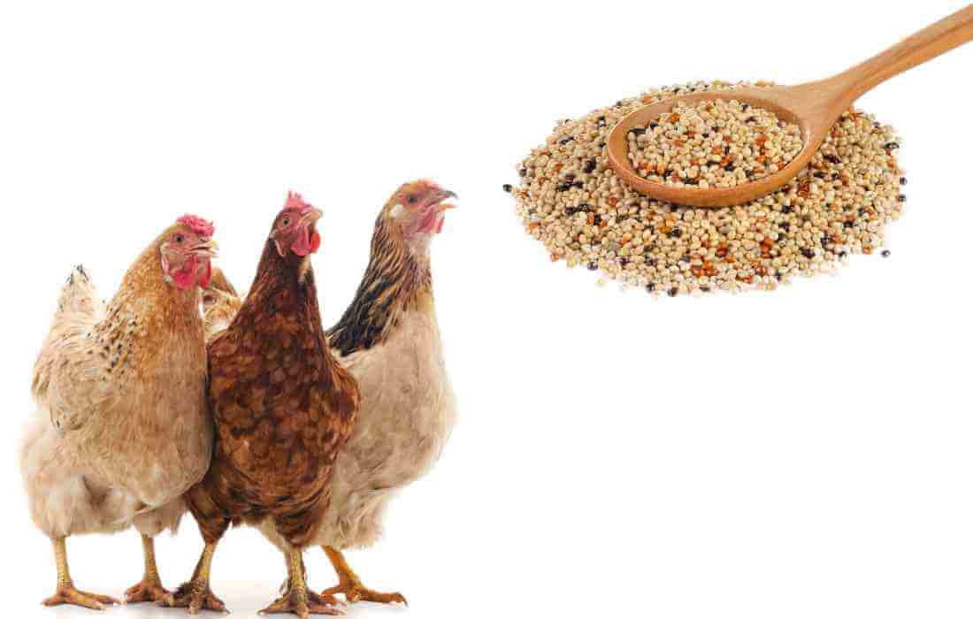 bird seed for chickens