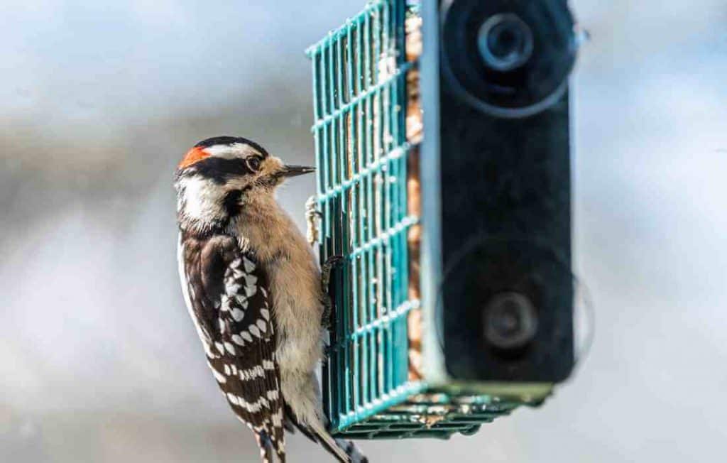 can chickens eat wild bird suet cakes